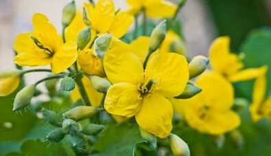 Celandine for fungal treatment